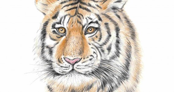 Realistisches Tierportrait Tiger | 8  - 99 Jahre | Au-Haidhausen