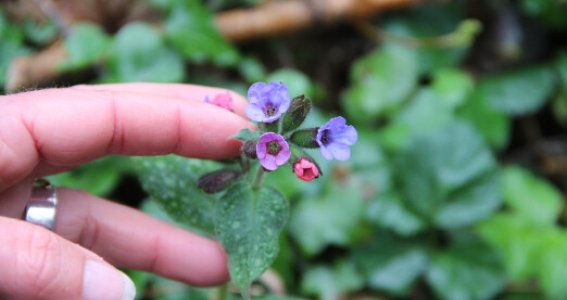 Wildkräuterseminare | Erwachsene | Oberdollendorf